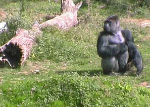 The male Gorilla at Vallee des Singes
